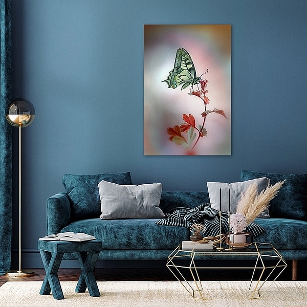 Papilio machaon