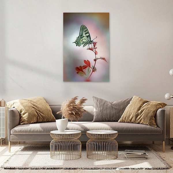 Papilio machaon