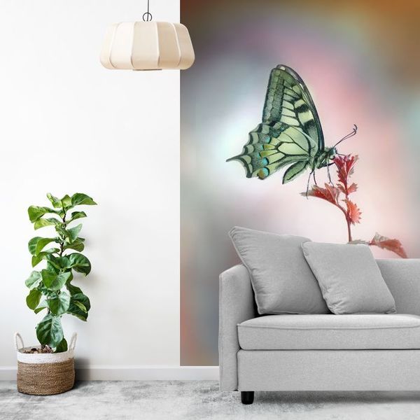 Papilio machaon