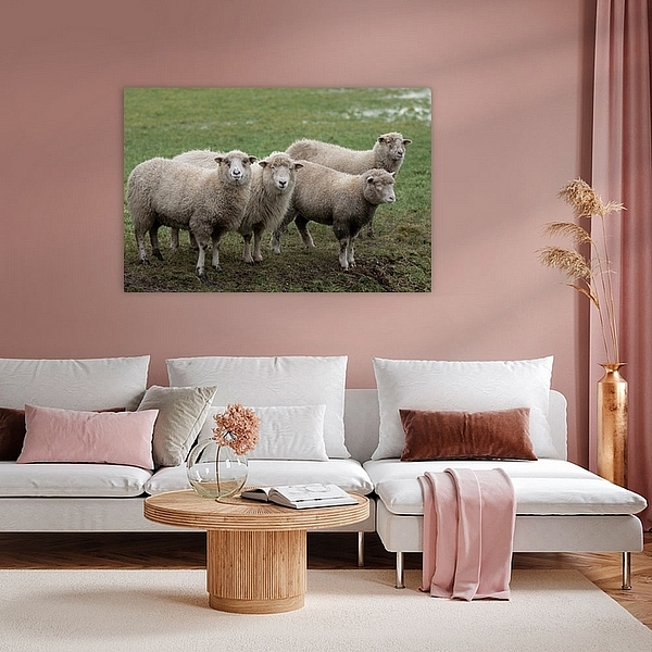 Schapen, schaap, sheet