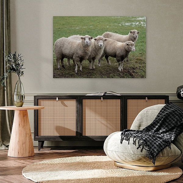 Schapen, schaap, sheet