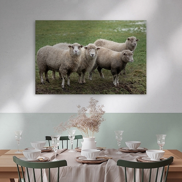 Schapen, schaap, sheet