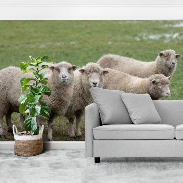 Schapen, schaap, sheet