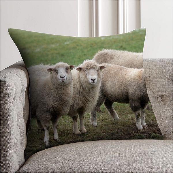 Schapen, schaap, sheet